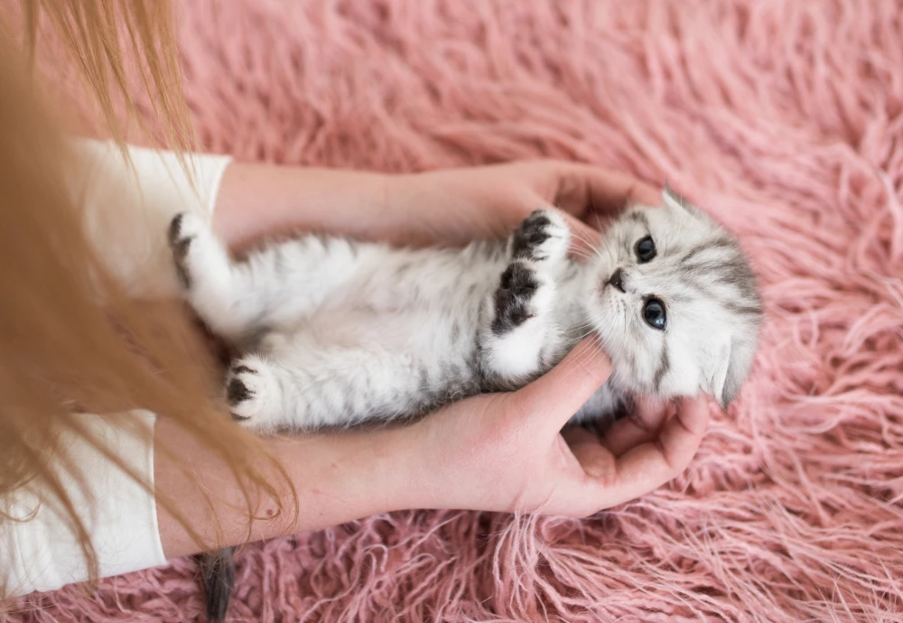 best camera for pets at home